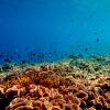 Что собой представляют коралловые рифы Что такое риф в море